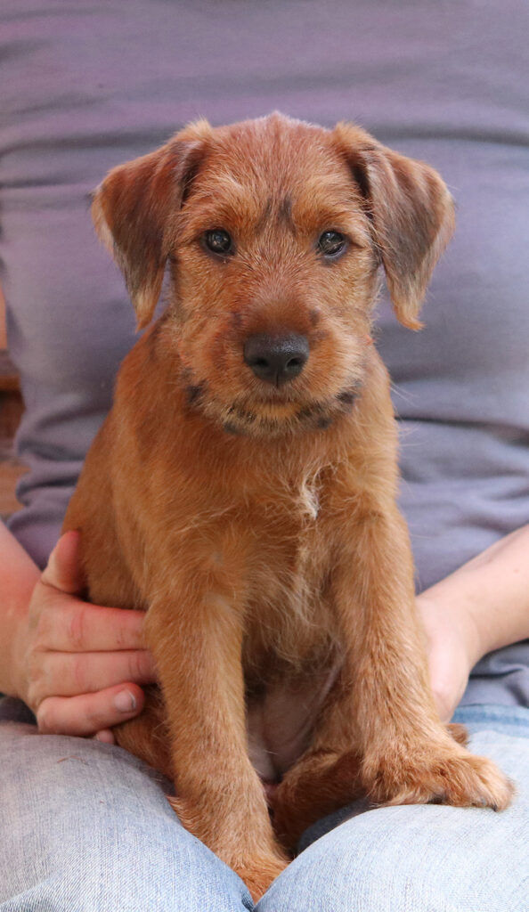 Portrait Welpe Pinewood's Red Irish Terrier Aideen