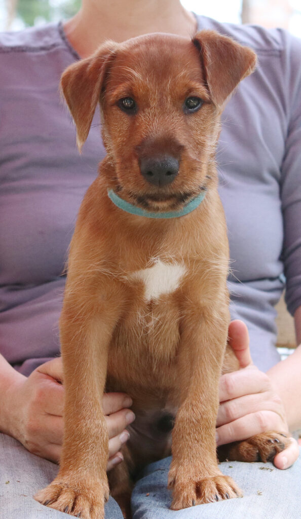 Portrait Welpe Pinewood's Red Irish Terrier Antony