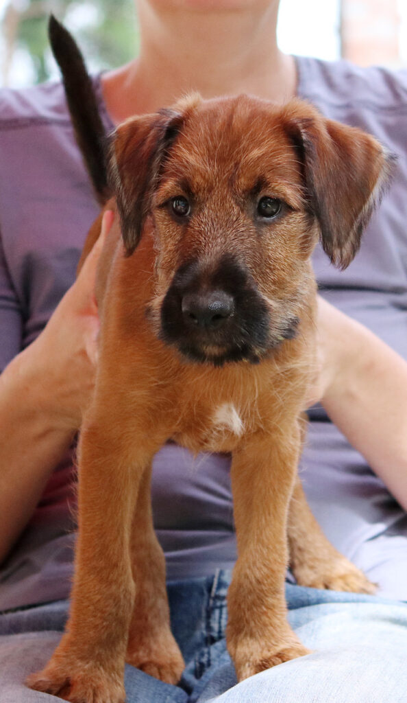 Portrait Welpe Pinewood's Red Irish Terrier Ayla