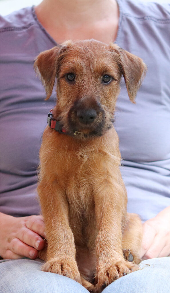 Portrait Welpe Pinewood's Red Irish Terrier Alisa Lisbeth