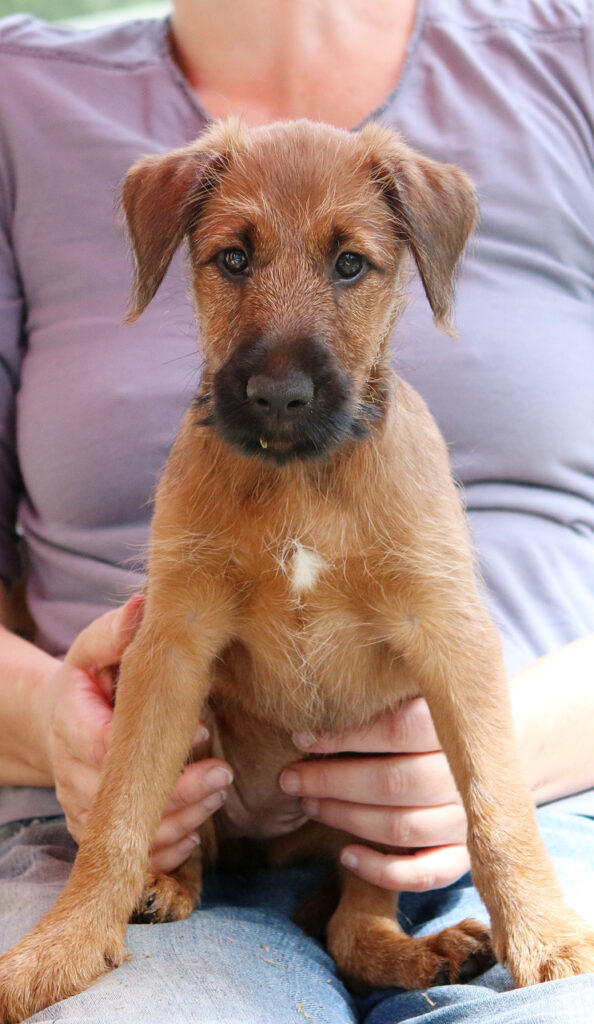 Portrait Welpe Pinewood's Red Irish Terrier Amalina, Jule