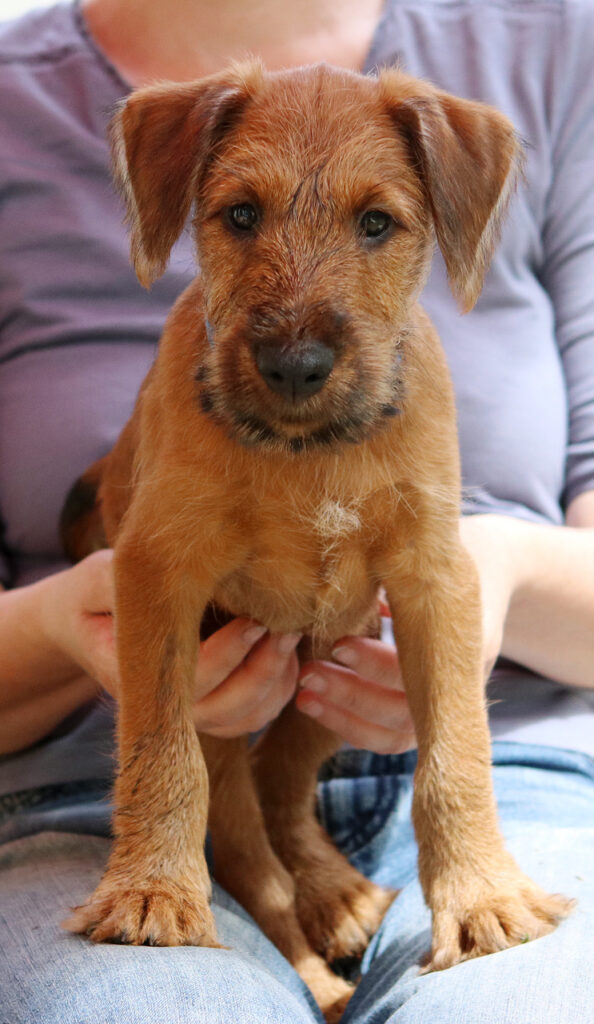 Portrait Welpe Pinewood's Red Irish Terrier Arthur Edward, Eddy